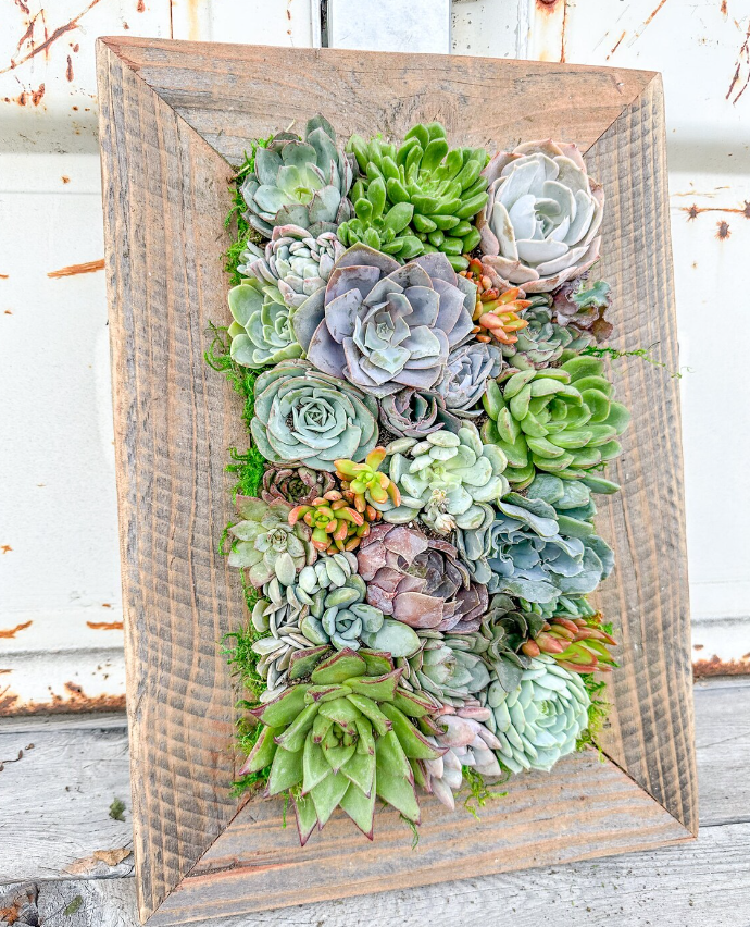 Living succulent planter. Excellent way to include plants in a small area.